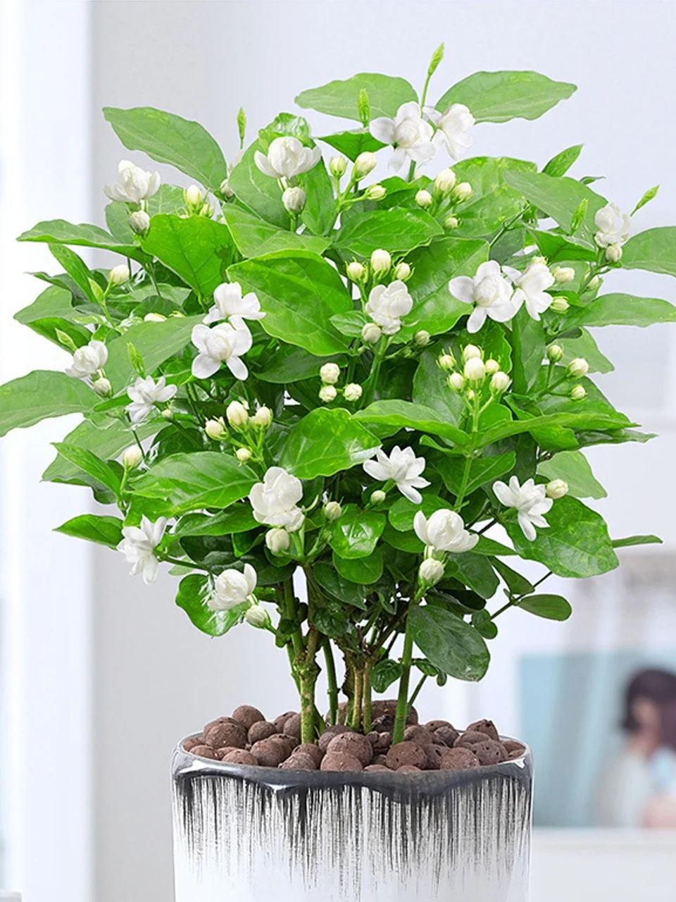 🌿Cape Jasmine Seeds🌸Hot Sale 53% off🚨