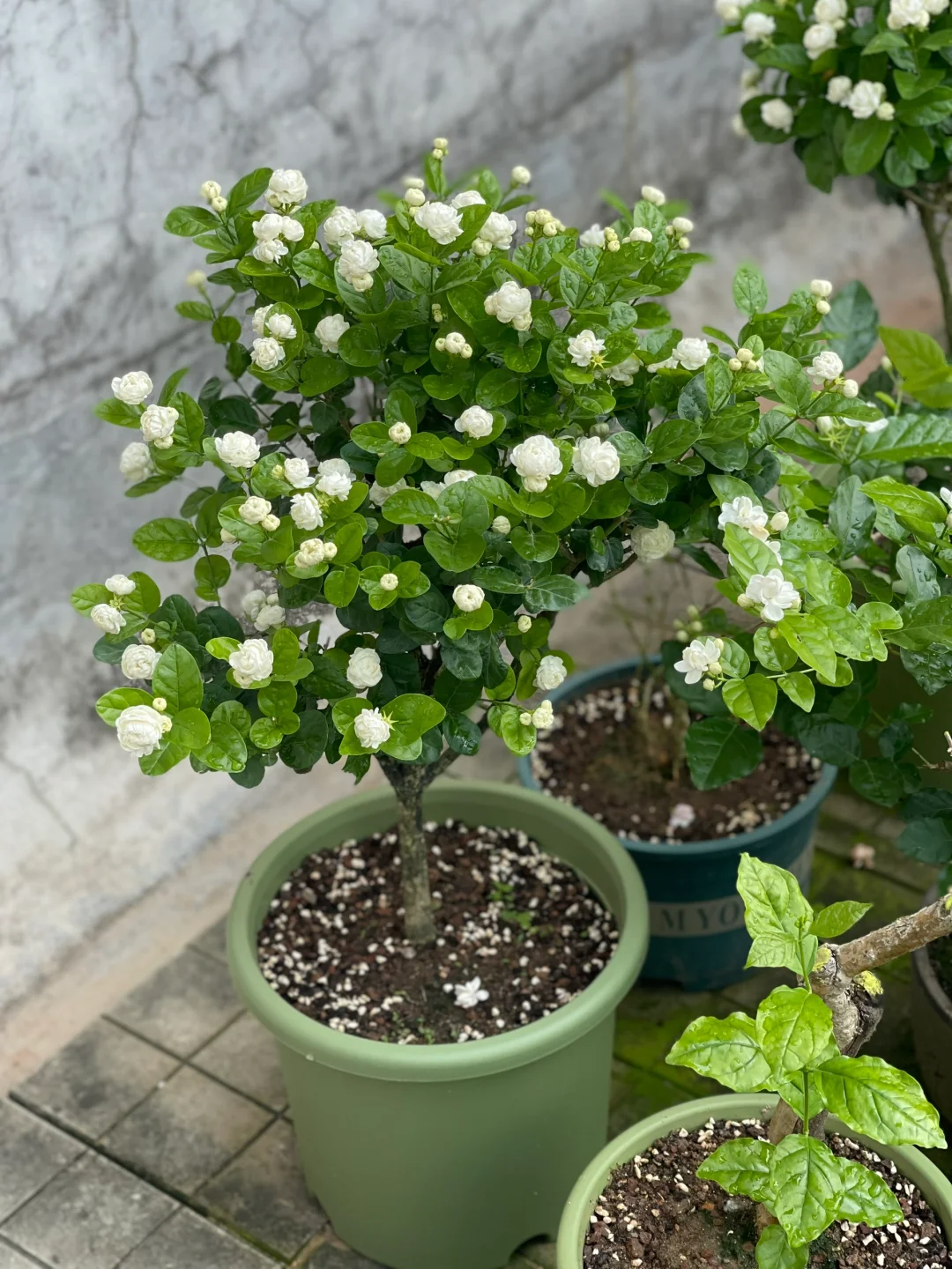 🌿Cape Jasmine Seeds🌸Hot Sale 53% off🚨
