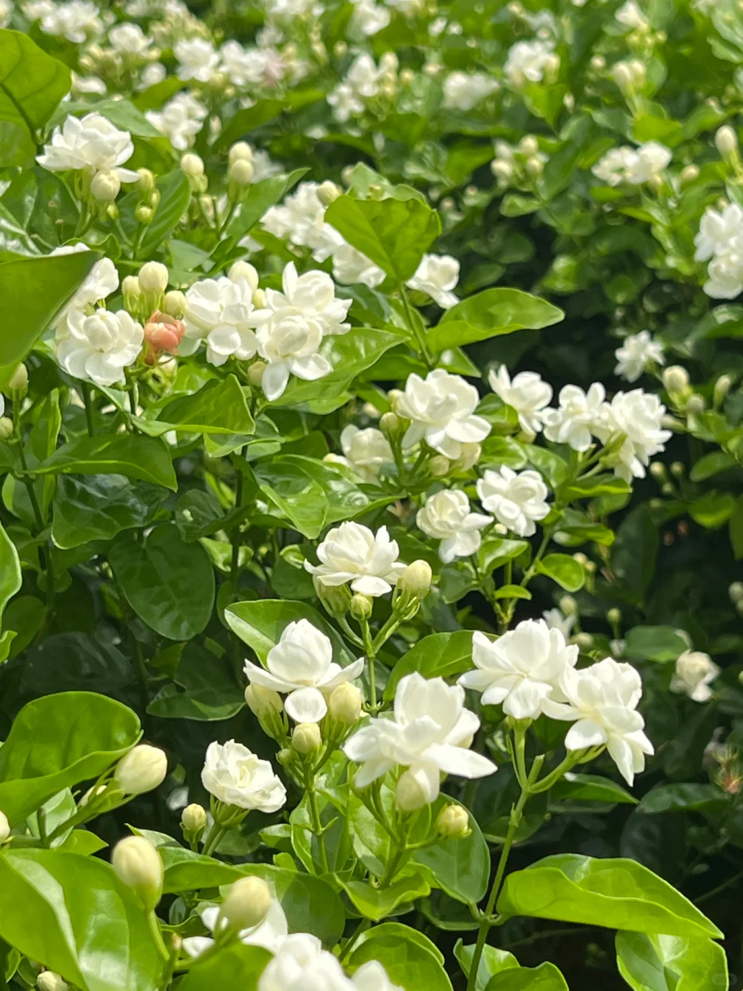 🌿Cape Jasmine Seeds🌸Hot Sale 53% off🚨