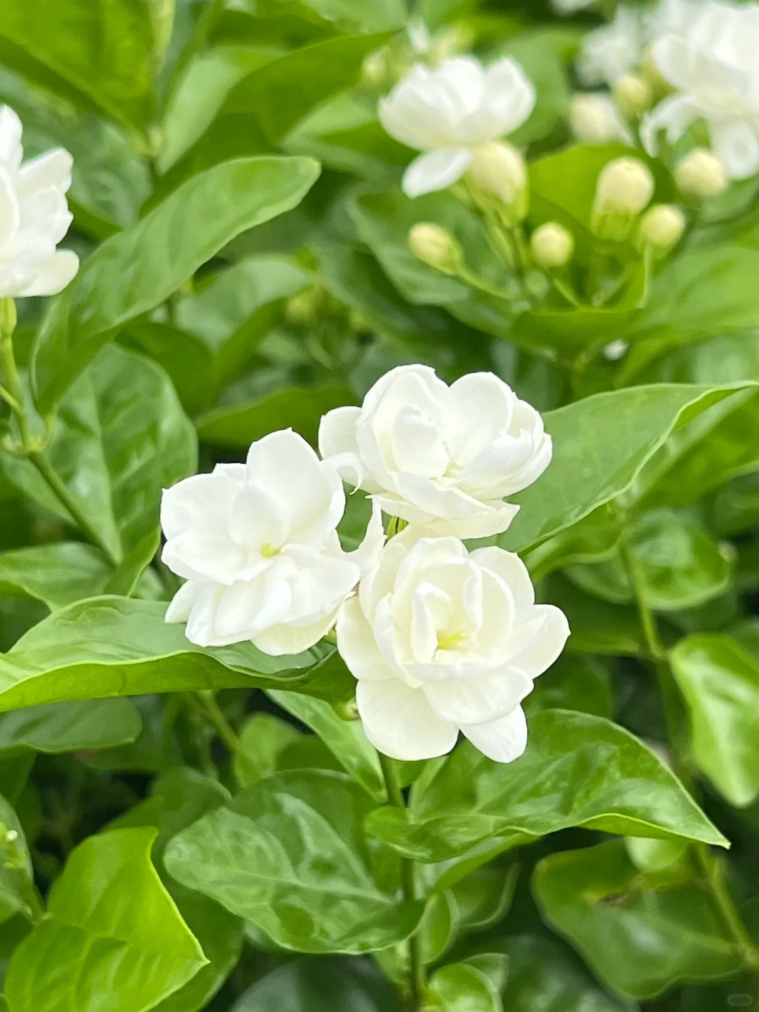 🌿Cape Jasmine Seeds🌸Hot Sale 53% off🚨