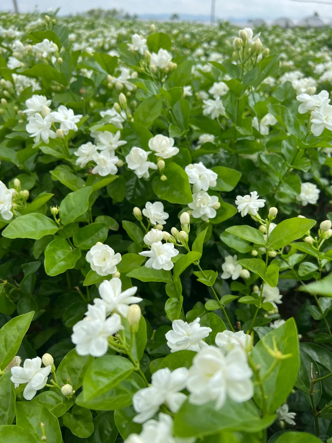 🌿Cape Jasmine Seeds🌸Hot Sale 53% off🚨