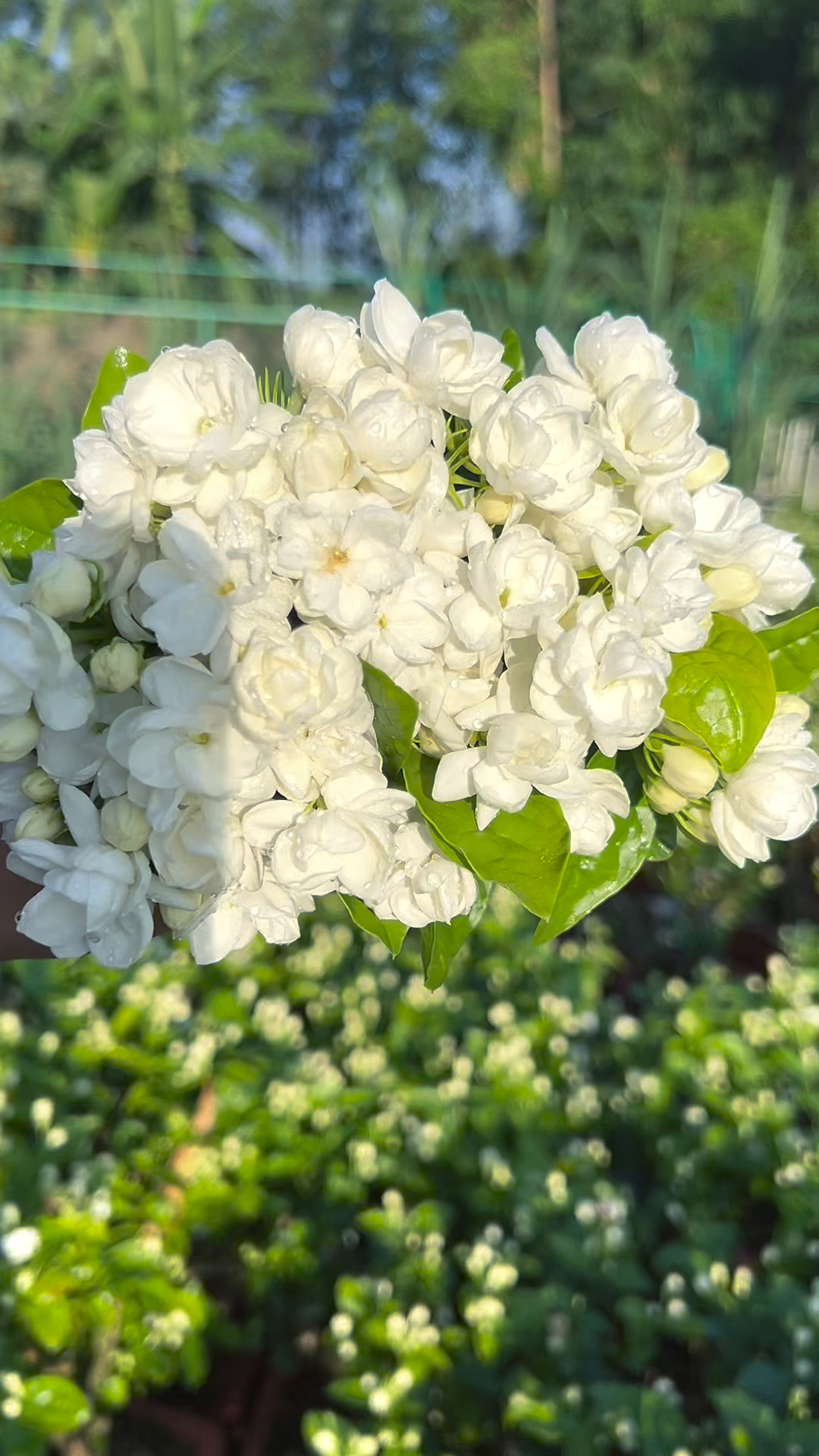 🌿Cape Jasmine Seeds🌸Hot Sale 53% off🚨