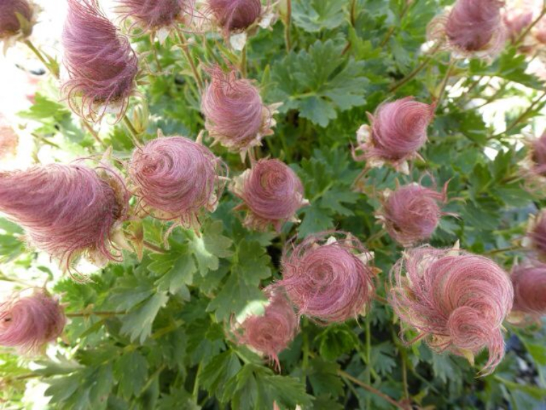 Prairie Smoke Flower 🔥Novel Plants🌿Your sweet dream