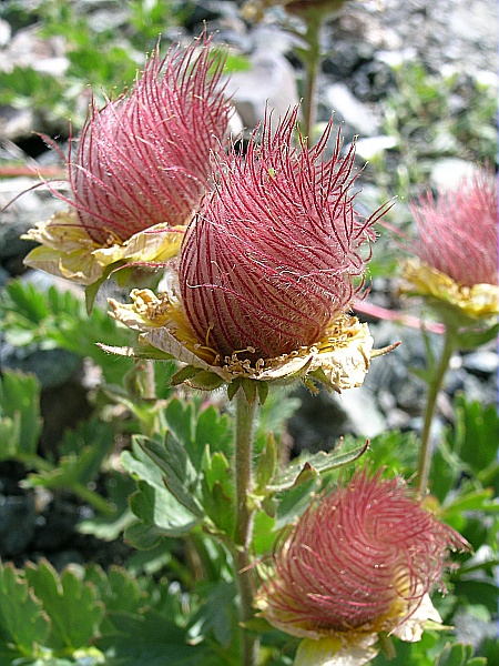 Prairie Smoke Flower 🔥Novel Plants🌿Your sweet dream