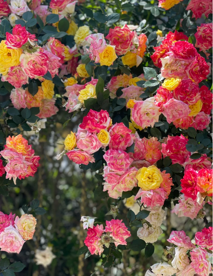 Rainbow's End Rose-Bring the Rainbow Home 🏡🌈