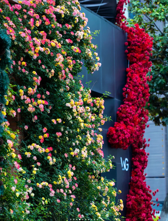 Rainbow's End Rose-Bring the Rainbow Home 🏡🌈