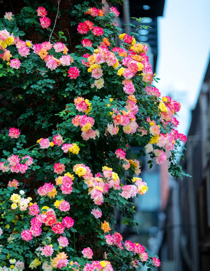 Rainbow's End Rose-Bring the Rainbow Home 🏡🌈
