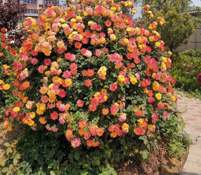 Rainbow's End Rose-Bring the Rainbow Home 🏡🌈