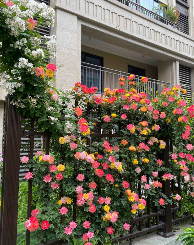 Rainbow's End Rose-Bring the Rainbow Home 🏡🌈