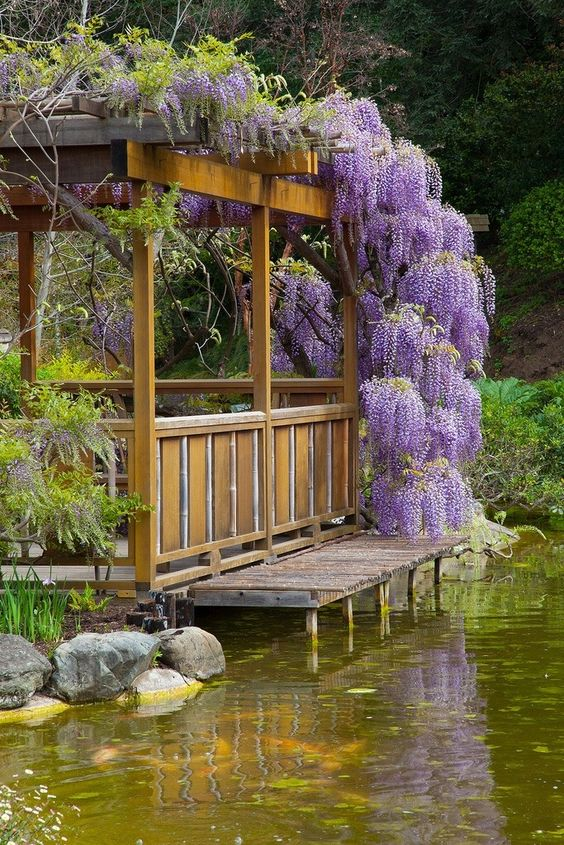 Wisteria Wonder: Nature's Cascading Beauty 💜🌸