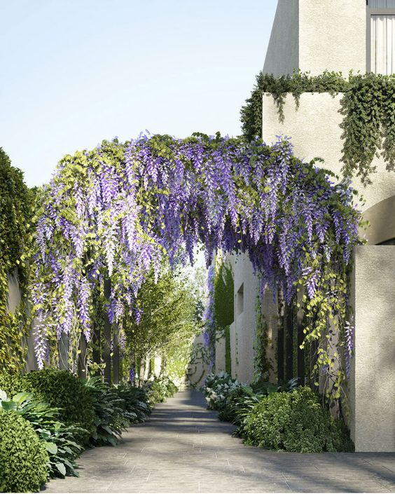 Wisteria Wonder: Nature's Cascading Beauty 💜🌸