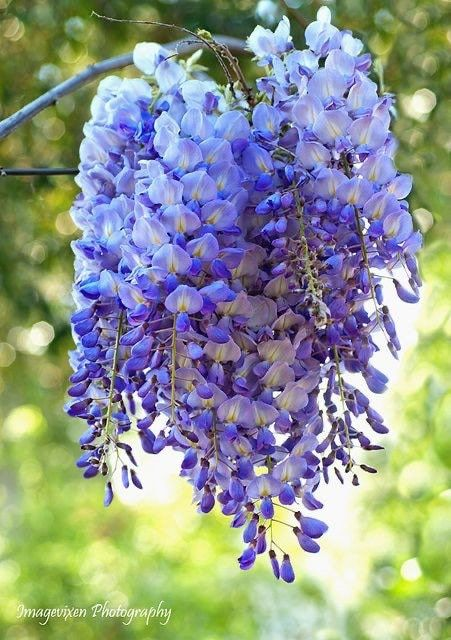 Wisteria Wonder: Nature's Cascading Beauty 💜🌸