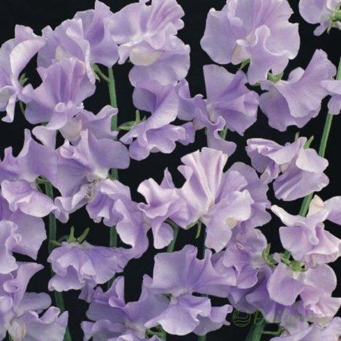 💐Multi Color Sweet Pea Flower Seeds