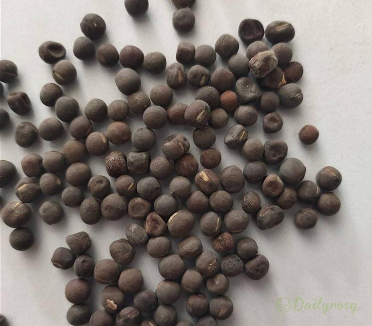 💐Multi Color Sweet Pea Flower Seeds