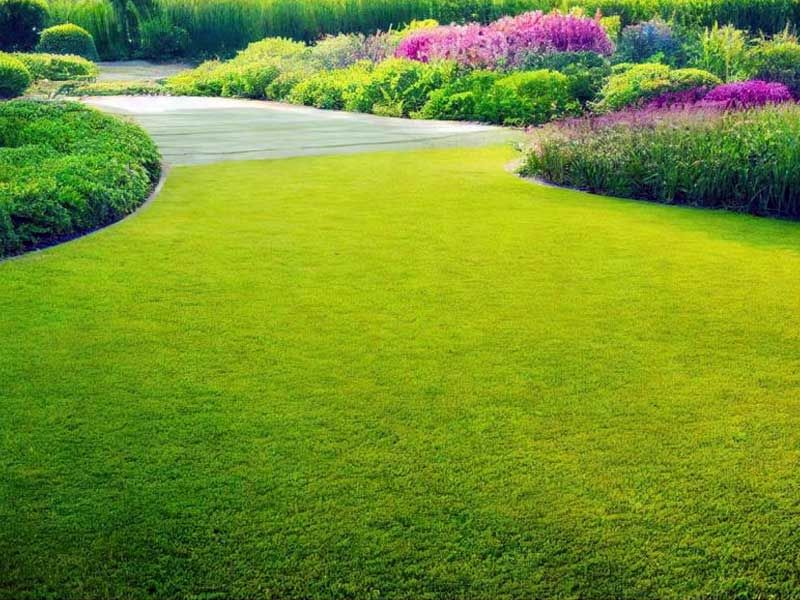 Bermuda Grass Seeds - The Perfect Lawn for a Beautiful, Low-Maintenance Garden! 🌿