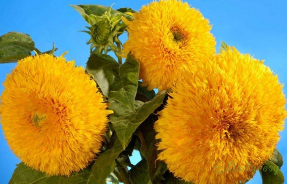 Teddy Bear Sunflower Seeds🌻🧸