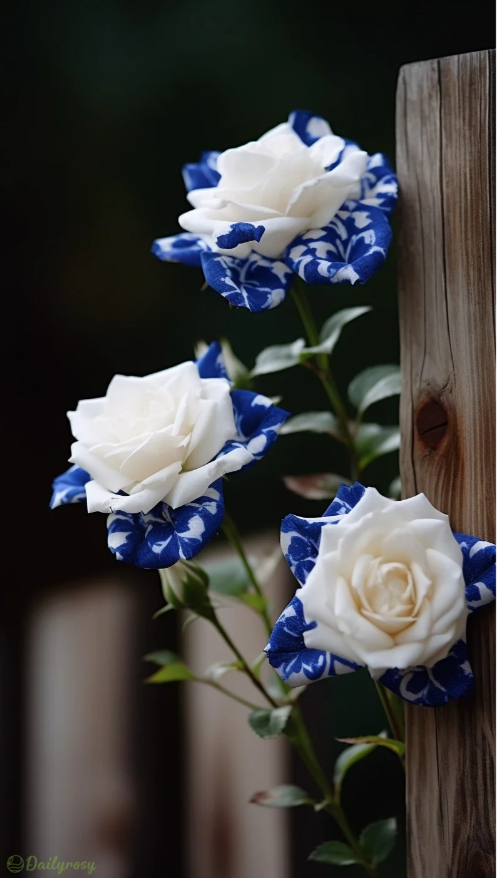 Rare Blue Ink Rose Seeds-