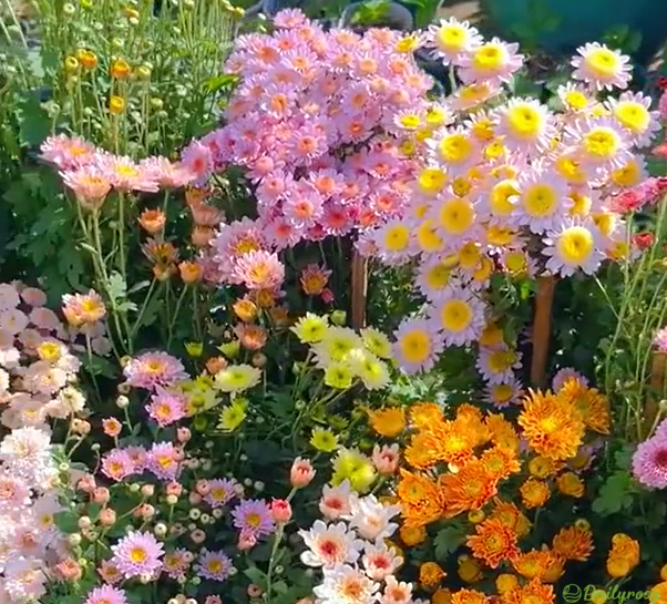 Mixed Colors-Pyrethrum-Flower Seeds-Group