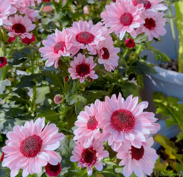 Mixed Colors-Pyrethrum-Flower Seeds-Group