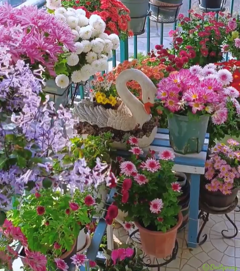 Mixed Colors-Pyrethrum-Flower Seeds-Group