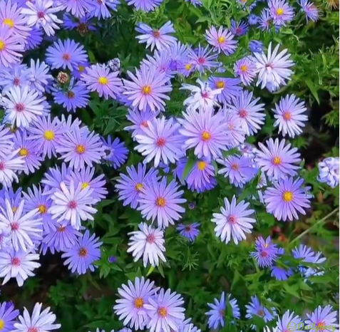 Mixed Colors-Pyrethrum-Flower Seeds-Group