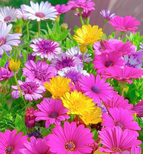 Mixed Colors-Pyrethrum-Flower Seeds-Group