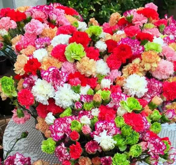 Double-Flowered Mixed Carnation