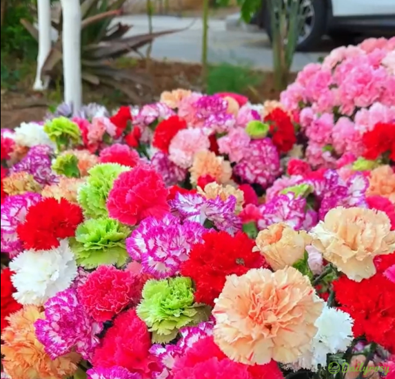 Double-Flowered Mixed Carnation