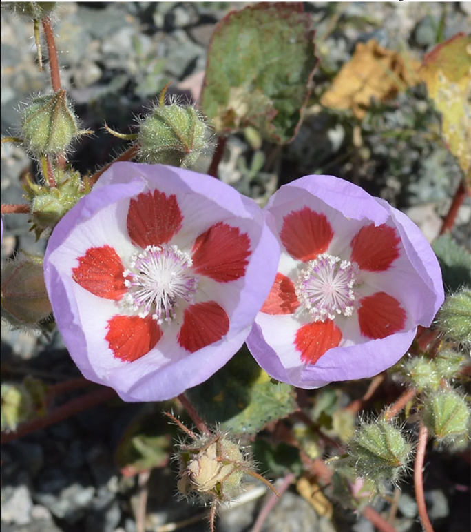 🌵Eremalche Rotundifolia Seeds🌸