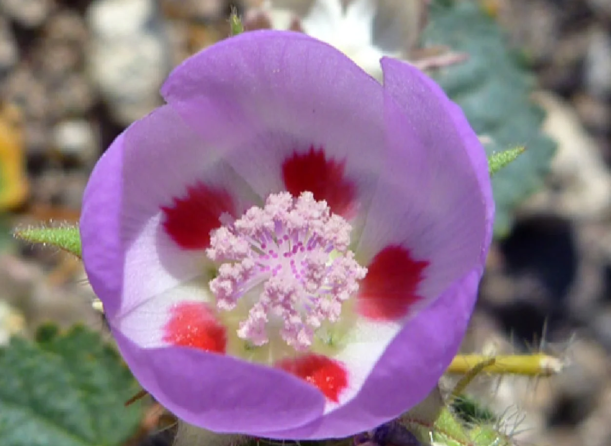 🌵Eremalche Rotundifolia Seeds🌸