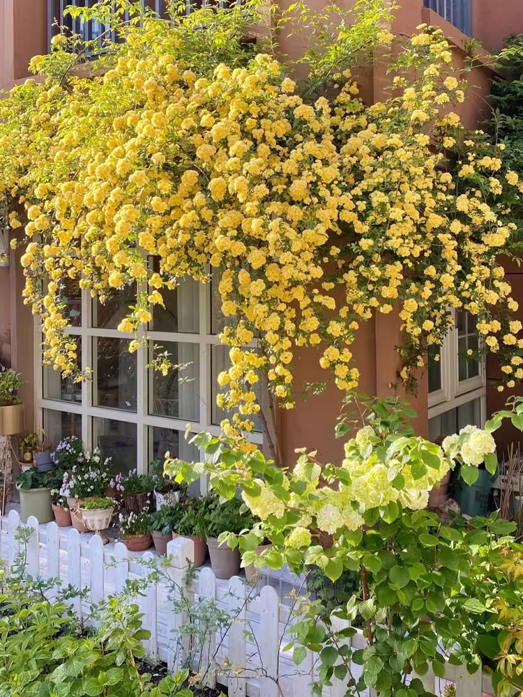 Yellow Sandalwood Flower Seeds