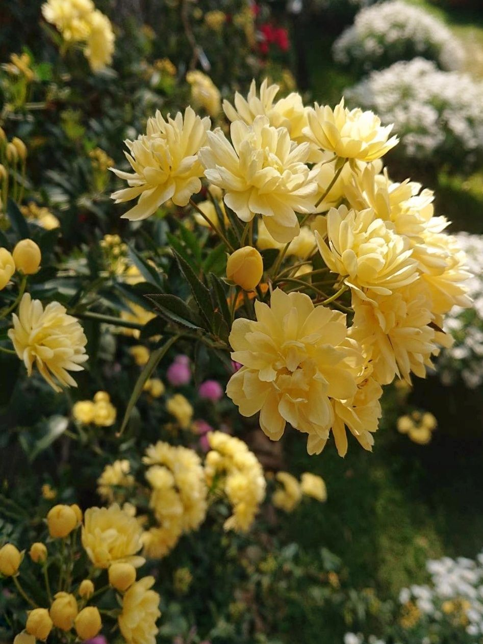 Yellow Sandalwood Flower Seeds