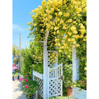 Yellow Sandalwood Flower Seeds