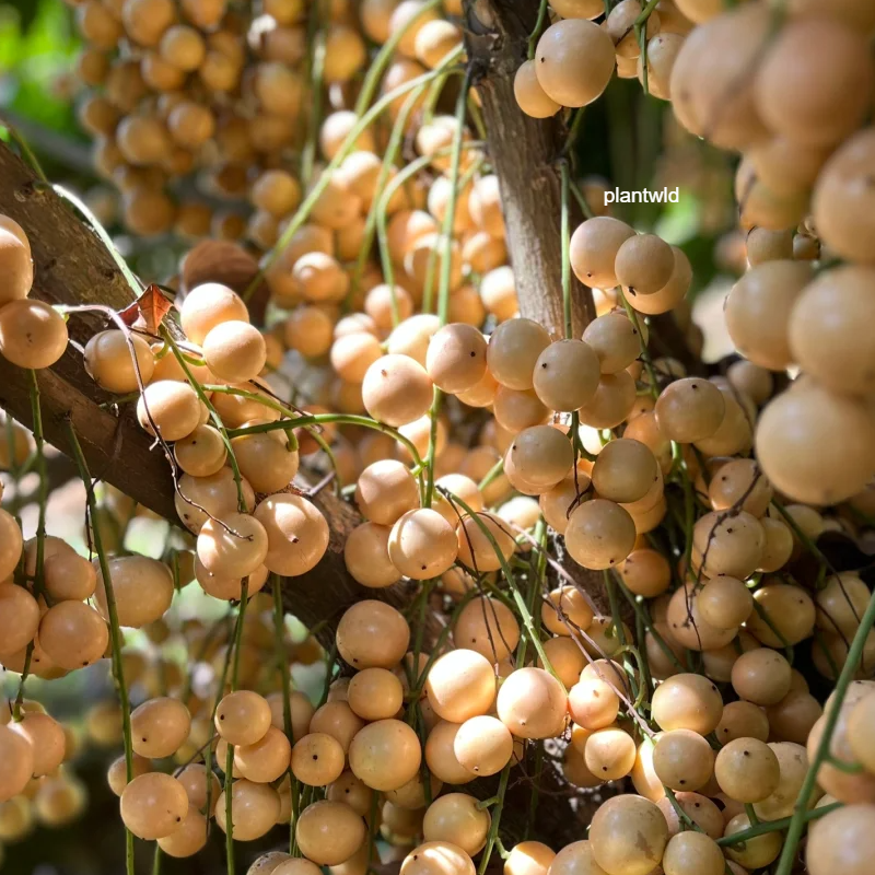⚡HOT SALE🔥Burmese Grape seeds🍇70% OFF❗