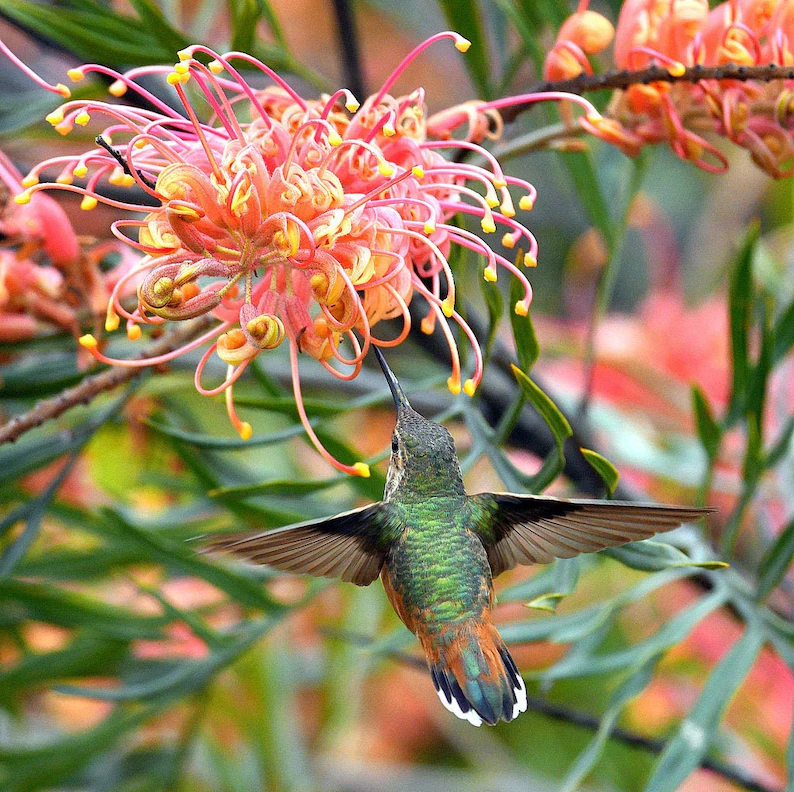 Grevillea banksii (Red Silky Oak) Seeds