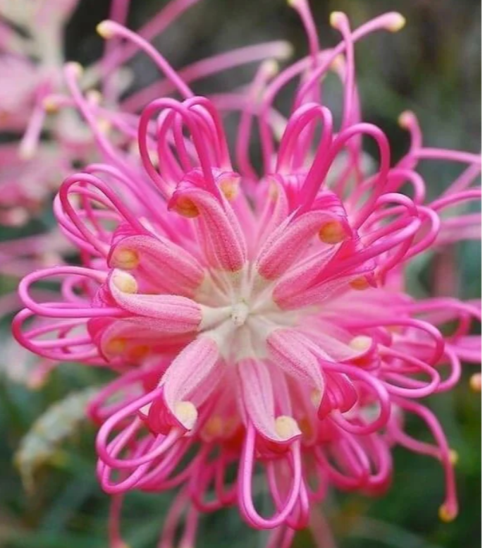 Grevillea banksii (Red Silky Oak) Seeds