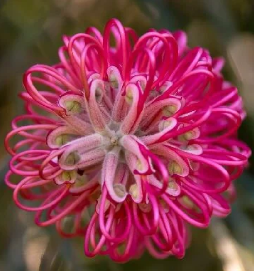 Grevillea banksii (Red Silky Oak) Seeds