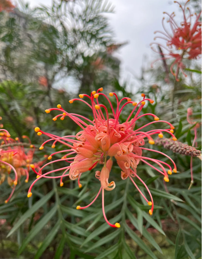 Grevillea banksii (Red Silky Oak) Seeds