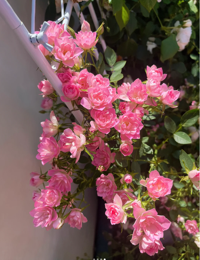 Rare Seeds| Lotus Star Rose Seeds-Perennial