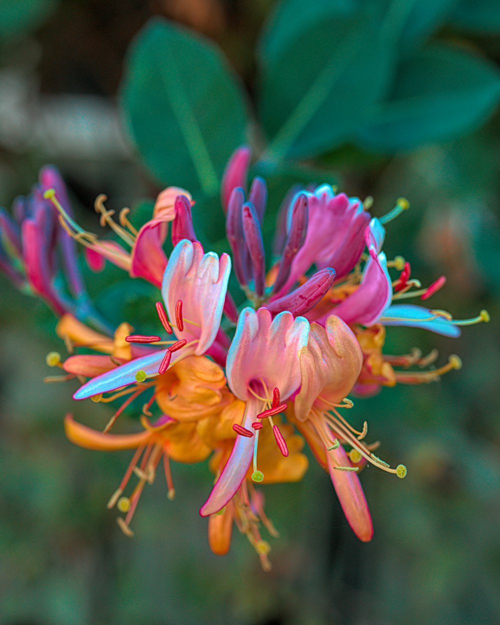 Colorful Honeysuckle Seeds 🌸Flowers that are good for your health