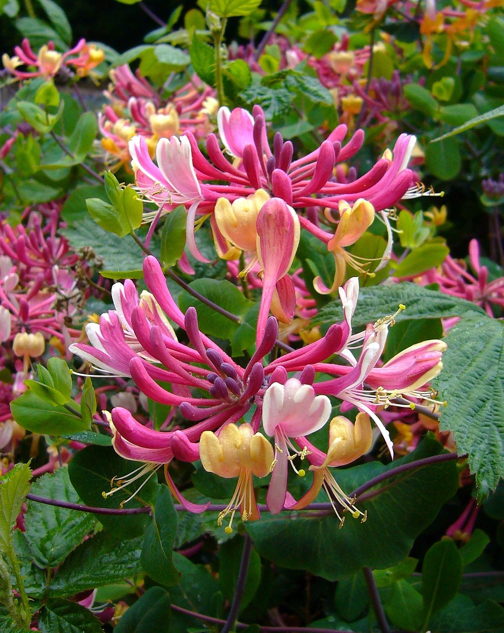 Colorful Honeysuckle Seeds 🌸Flowers that are good for your health