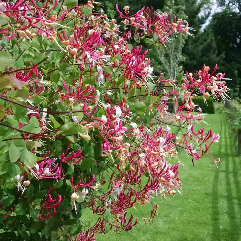 Colorful Honeysuckle Seeds 🌸Flowers that are good for your health