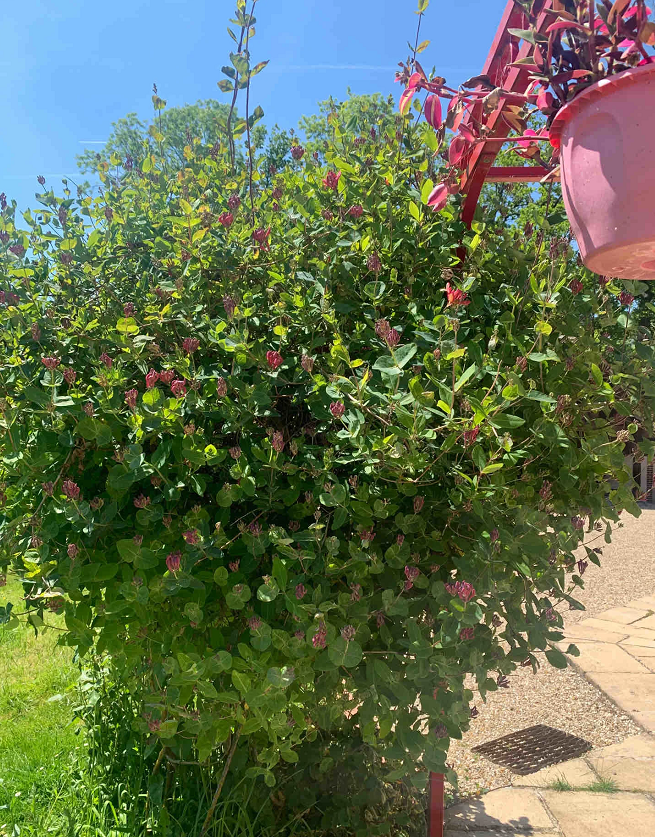 Colorful Honeysuckle Seeds 🌸Flowers that are good for your health