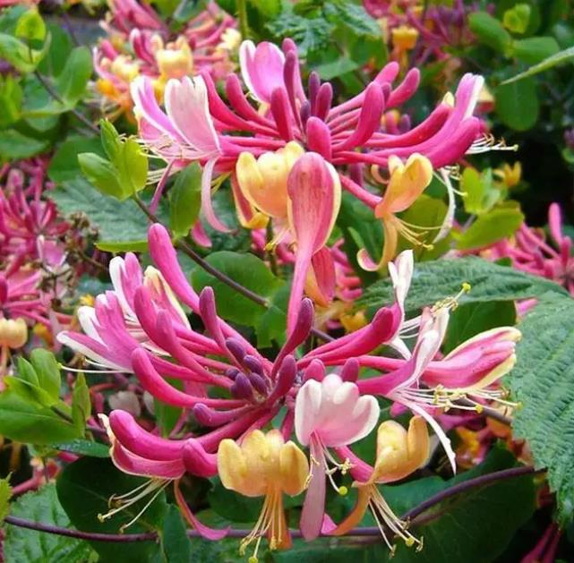 Colorful Honeysuckle Seeds 🌸Flowers that are good for your health