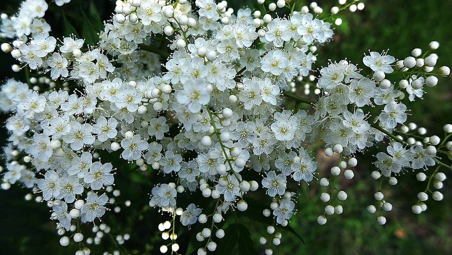 Pearl Plum: The Symbol of Friendship and Resilience