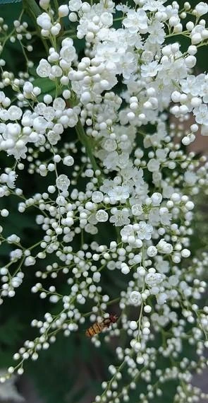 Pearl Plum: The Symbol of Friendship and Resilience