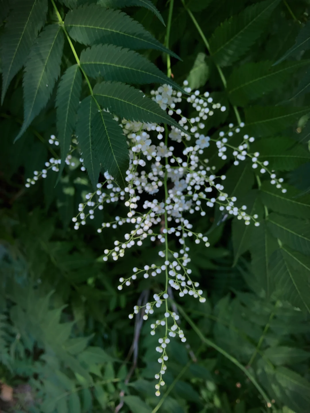 Pearl Plum: A Beacon of Serenity and Good Fortune 🌸