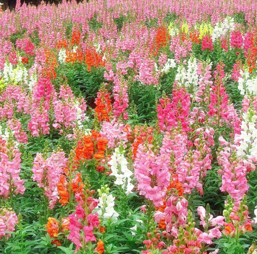 Garden Snapdragon Seeds- Mix Colors