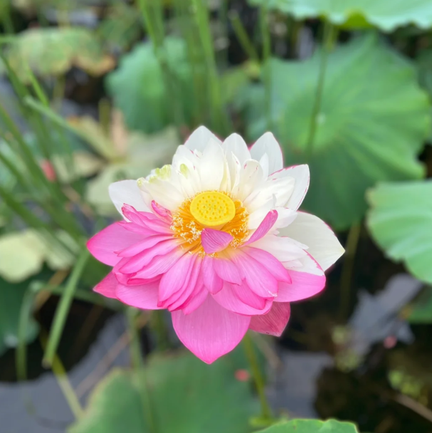 The Sacred Bonsai Lotus Flower-🌸【7 DAYS GERMINATION】LAST DAY SALE - 80% OFF💐