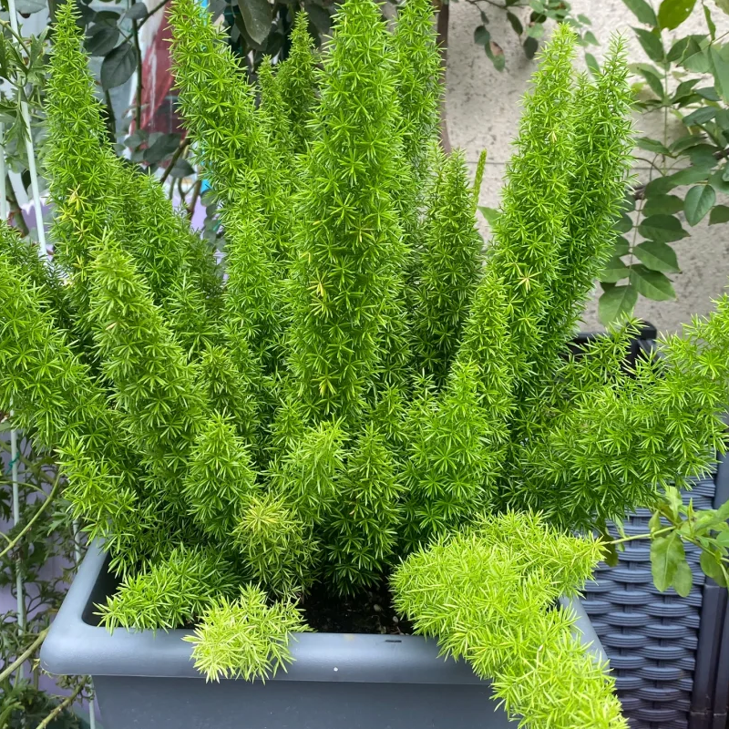 🪴Das ganze Jahr über immergrün🌿Fuchsschwanz-samen🍀Frisch und raffiniert